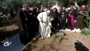 البابا فرانسيس يزرع شجرة في بستان الزيتون  (Screen capture: Vatican TV)