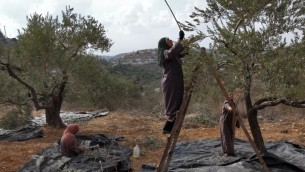 صورة توضيحية لنساء فلسطينيات يقطفن الزيتون (Nati Shohat/Flash90)