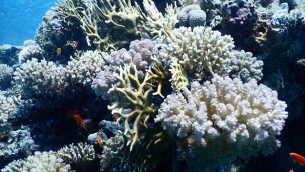 red-sea3-640x400