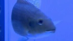 fish2-400x250