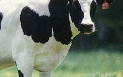 A law change means the kosher slaughter of beef is no longer possible in New Zealand.