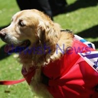 18-11-12. Solidarity rally for Israel. More than 1200 people rallied to show their support for Israel at Princes Park, Caulfield. Photo: Peter Haskin