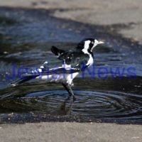 Australian Open 2013. Cooling off in the 40 degree heat.  Photo: Peter Haskin