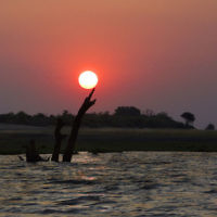 Faye York entered this sunset photo taken in the  Chobe River, Botswana.