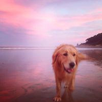Sheryl Galgut entered this sunset photo taken on the beach at Lorne.