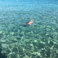 Elaine Ptasznik entered this photo taken of Gaby Ptasznik in Corsica. Elaine Ptasznik entered this photo taken of Gaby Ptasznik in Corsica.
