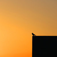 Michael Gordon entered this sunset photo taken at Kibbutz Lavi, Israel.