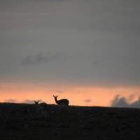 Deborah Wiener entered this sunset photo taken in Kenya.