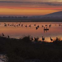 Debbie Lustig entered this sunset photo taken in Werribee.