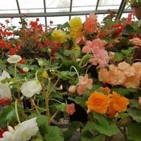 Diane Shonberg entered this photo of husband Peter admiring the flowers.
