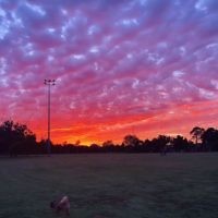 Rachel Shnider entered this photo of sunset at Caulfield Park.