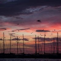 Debbie Lustig entered this sunset photo taken at Brighton's dog beach. 