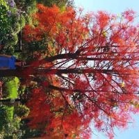 Melissa Morris under the red Flame tree of Silverleaves.