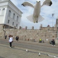 Rod Hartman entered this photo taken in Senate Square, Helsinki after a seagull had taken food from his wife (standing in the background).