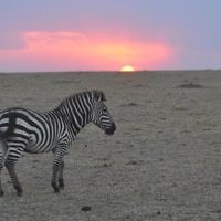 Sunset in Kenya in September, 2009. Photo entered by Michael Yelen of Caulfield, Victoria. Sunset in Kenya in September, 2009. Photo entered by Michael Yelen of Caulfield, Victoria.