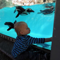 Rita Broner entered this photo of her grandson watching the penguins swim at the Biblical Zoo in Jerusalem in November 2014.