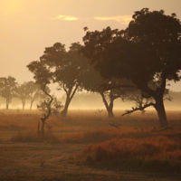 Robert Sward entered this photo taken at sunrise in the Okovango Delta in Botswana.