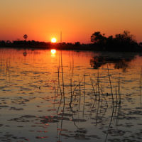 Steven Curtis  entered this photo taken at sunset in the Okavengo Delta, Botswana in July 2014.