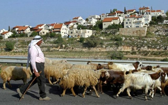 Cap: A Palestinian shepherd walks past the settlement of Efrat. Photo: Brian Hendler/JTA.