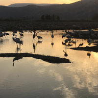 Renee Schneider entered this photo of sunset in the Hula Valley, Israel.