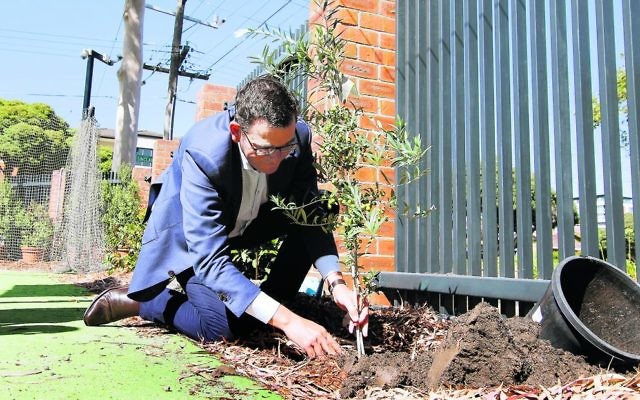 Premier Daniel Andrews plants an olive tree to launch Sholem Aleichem College's new wing. Photo: Peter Haskin