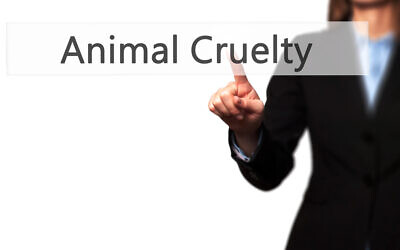 Animal Cruelty. Image: Jacek Dudzinski, Dreamstime.com