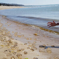 Ashley Morris points out jelly fish at Safety Beach