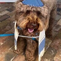Murray celebrated his 'bark' mitzvah with 30 of his doggy friends at the Randwick Community Centre. Murray celebrated his 'bark' mitzvah with 30 of his doggy friends at the Randwick Community Centre.
