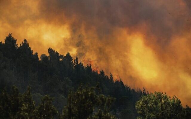 JNF has announced its restoration plan of the burned forest in the Jerusalem mountains. Photo: Amos Luzon