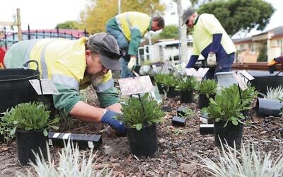 Council workers begin planting the Peace Garden at Glen Eira Town Hall. Photo: Peter Haskin
