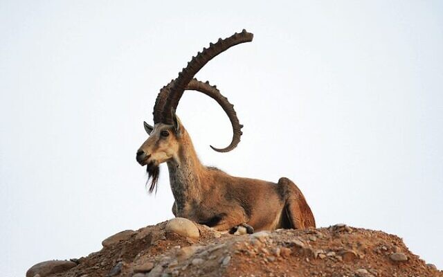 Yehezkiel, the great ibex. Photo: Peter Haskin