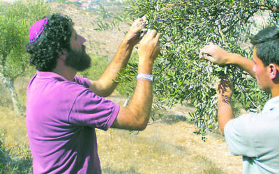 Harvesting olives in Israel ... differences arise when the halachic units of measurement are translated into contemporary units. Photo: AJN file