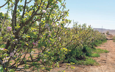 Springtime in a Negev desert kibbutz orchard. Photo: Barmalini/Dreamstime.com