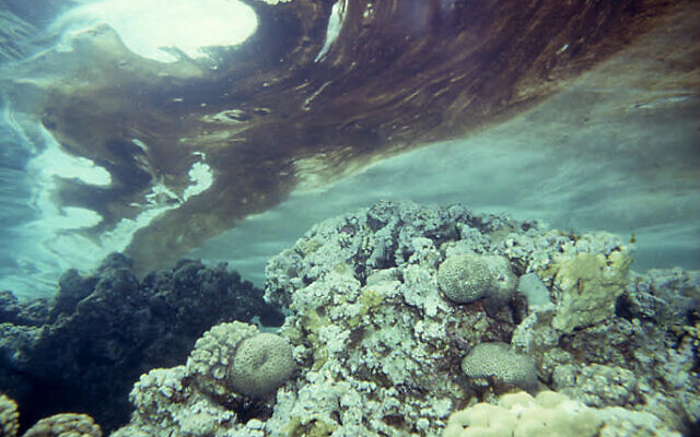 توضيحية: بقعة نفط خام تغطي محمية إيلات المرجانية الطبيعية، 1975 (Yossi Loya)