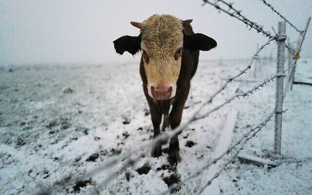 أبقار تقف على الثلوج في شمال مرتفعات الجولان، 19 يناير 2022 (Michael Giladi / Flash90)
