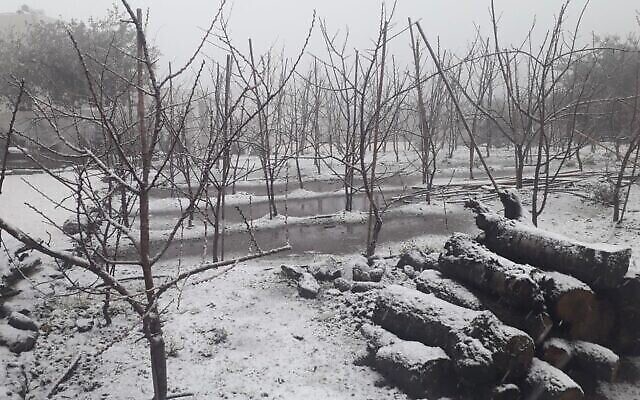 تساقط الثلوج بالقرب من بلدة عين زيفان في هضبة الجولان، 26 يناير، 2022. (Courtesy)