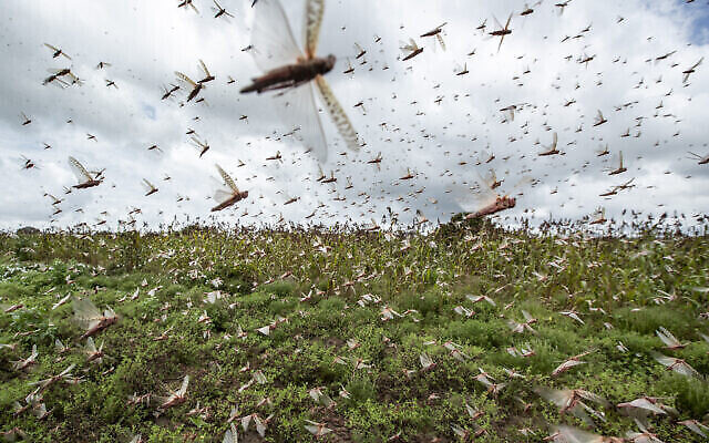 توضيحية: أسراب من الجراد الصحراوي تتطاير في الهواء من المحاصيل في قرية كاتيتيكا، مقاطعة كيتوي، كينيا، 24 يناير، 2020. (AP Photo / Ben Curtis)