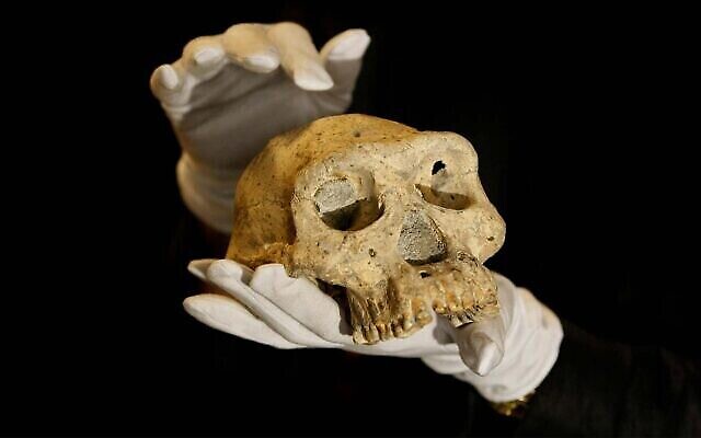 جمجمة انسان من فترة شعب ما قبل الإنسان تم اكتشافها في عام 2005 مدفونة في الأرض في قرية دمانيسي ، جورجيا، في صورة تم التقاطها في 2 أكتوبر، 2013. (AP Photo / Shakh Aivazov)