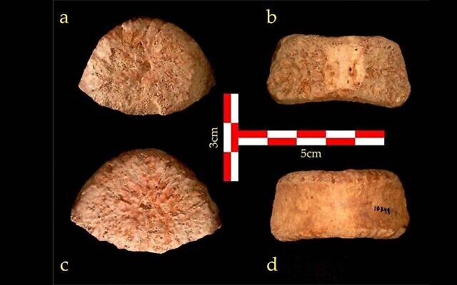 المنظر العلوي (a) والخلفي (b) والسفلي (c) والأمامي (d) للفقرة المكتشفة في موقع العبيدية. (Courtesy/Dr. Alon Barash)