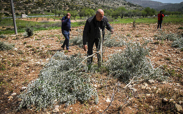 مزارعون فلسطينيون يتفقدون الأضرار التي لحقت بأشجار الزيتون التي قطعها مهاجمون في قرية اللبن الشرقية بالضفة الغربية، بالقرب من نابلس، 30 مارس 2022 (Nasser Ishtayeh / Flash90)