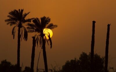 أشجار النخيل عند غروب الشمس بالقرب من شط العرب في مدينة البصرة جنوب العراق، 7 يوليو 2022 (HUSSEIN FALEH / AFP)
