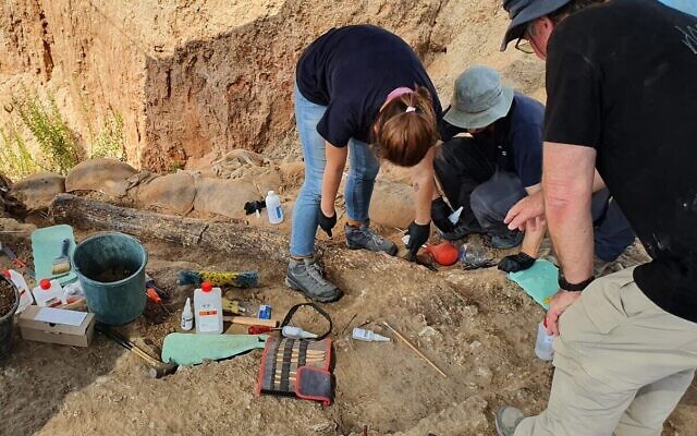 علماء الآثار وعلماء الحفريات ومحافظي الآثار يحيطون بناب فيل مستقيم الأنياب، تم اكتشافه في كيبوتس ريفاديم، جنوب إسرائيل، في أغسطس 2022. (Yoli Schwartz/Israel Antiquities Authority)
