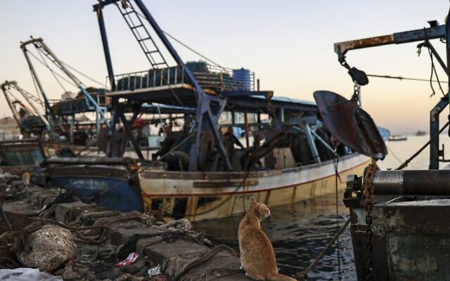 قطة تنتظر أكل السمك على متن قارب في ميناء مدينة غزة في 1 ديسمبر 2022 (RONALDO SCHEMIDT / AFP)