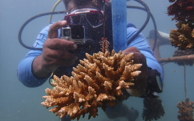 حارس إحياء الشعاب المرجانية ياتين باتيل يقيس هيكلًا اصطناعيًا للشعاب المرجانية في المحيط الهندي بالقرب من شيموني، كينيا في 13 يونيو 2022 (AP Photo / Brian Inganga)