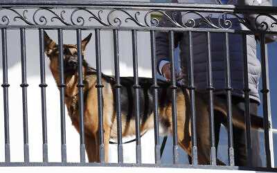 كلب الرئيس الأمريكي جو بايدن "كوماندر" يطل من شرفة خلال مراسم العفو عن الديوك الرومية في عيد الشكر الوطني في البيت الأبيض في واشنطن، 21 نوفمبر 2022 (AP Photo / Carolyn Kaster ، File)