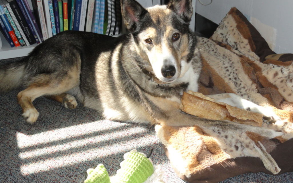 Therapy dog Ari, a shepherd-husky mix, has been a part of student life at Cloverleaf since 2012.