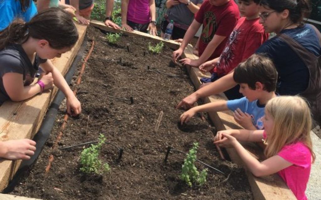 Families plant beans at the JF&CS Giving Garden.