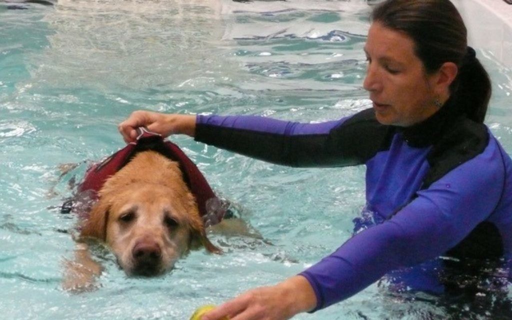 Evelyn Orenbuch’s practice includes a pool with two underwater treadmills, a technique adapted for dogs from horses.