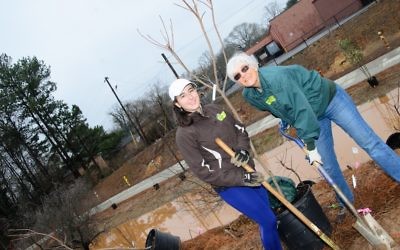 Ahavath Achim Synagogue member Myrtle Lewin (right), one of the annual organizers of the event, digs into the muddy soil with the help of Kristina Armstrong on Feb. 4 (Photo by Eli Gray)