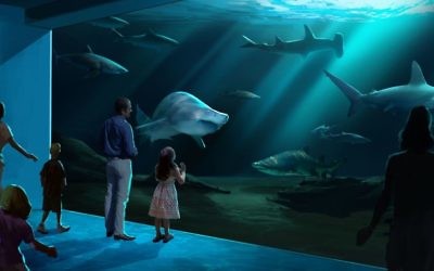 The shark gallery will have several species. (Geprgia Aquarium rendering)